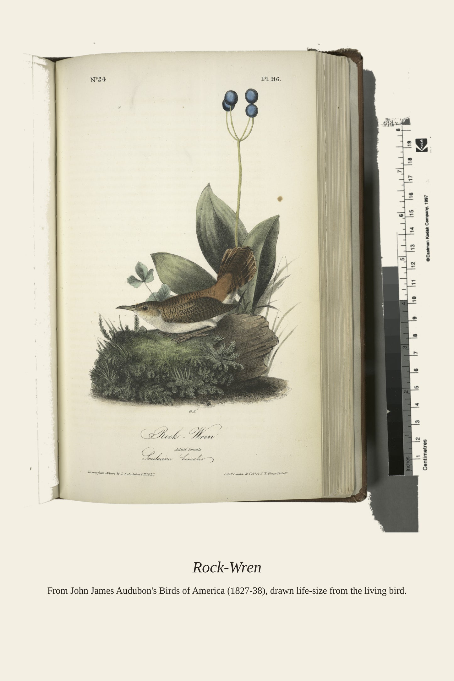 Rock Wren. Adult Female. Smilacina Borealis - Antique Bird Print