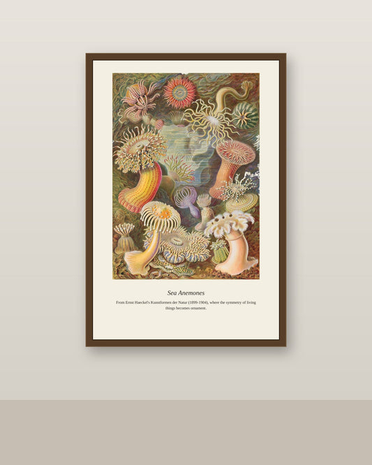 Sea Anemones antique natural history print shown framed on a wall in a styled room