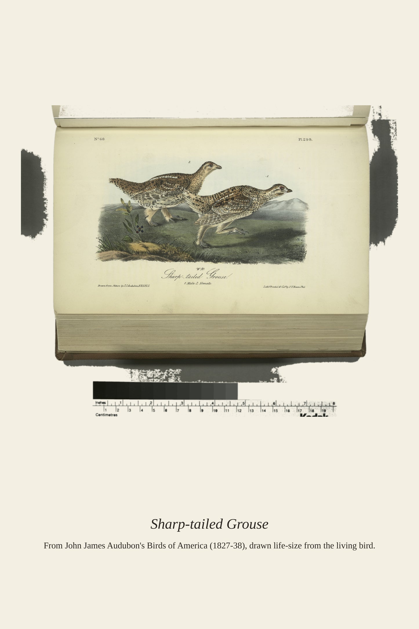 Sharp Tailed Grouse. I. Male. II. Female - Antique Bird Print