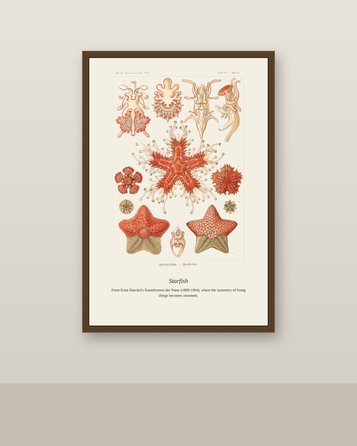 Starfish antique natural history print shown framed on a wall in a styled room