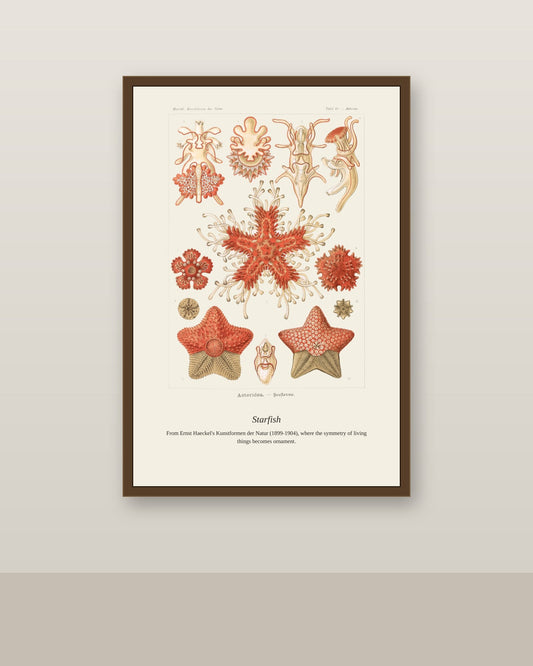 Starfish antique natural history print shown framed on a wall in a styled room