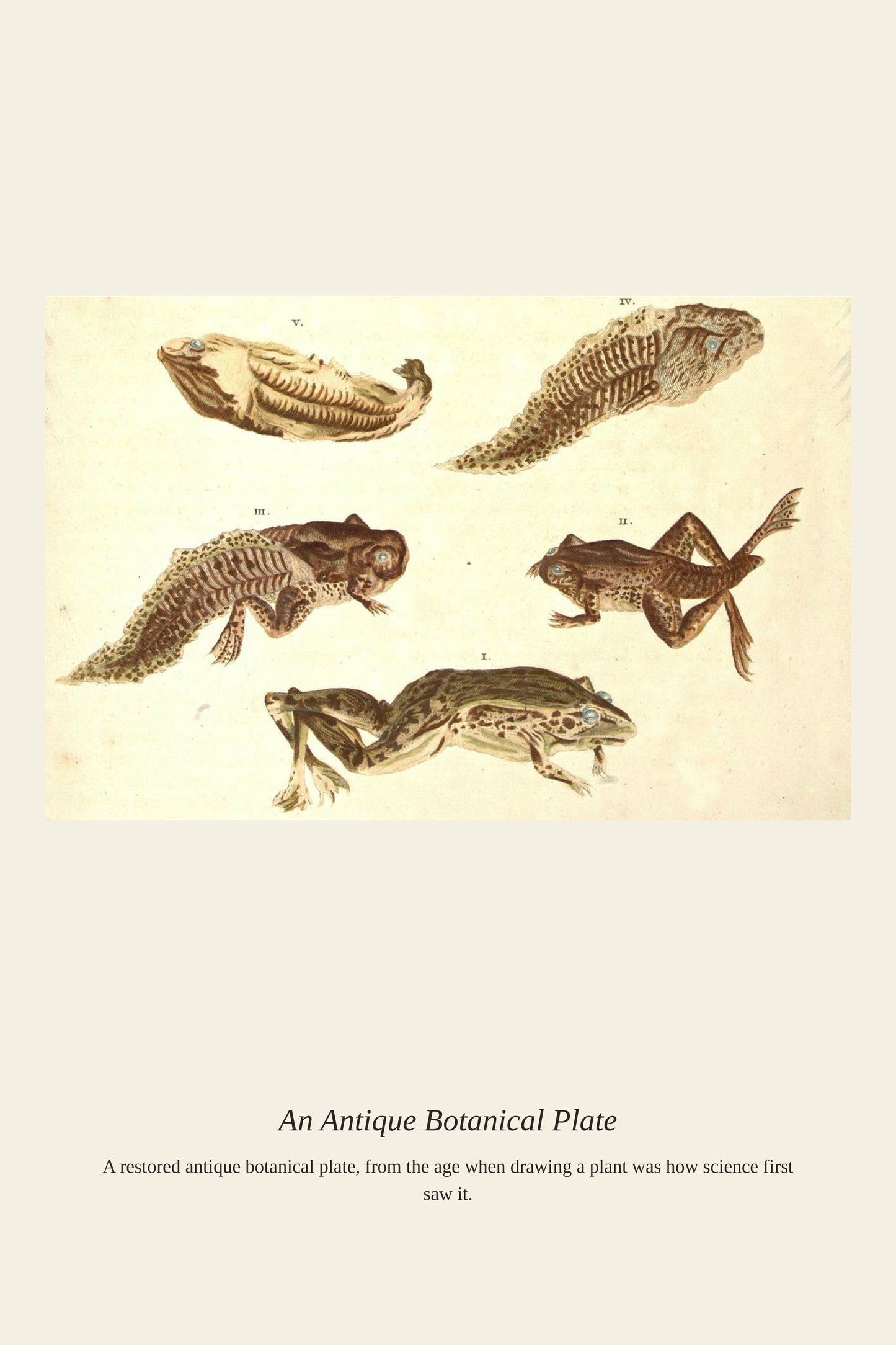 Surinam Insects and Plants - Antique Botanical Print