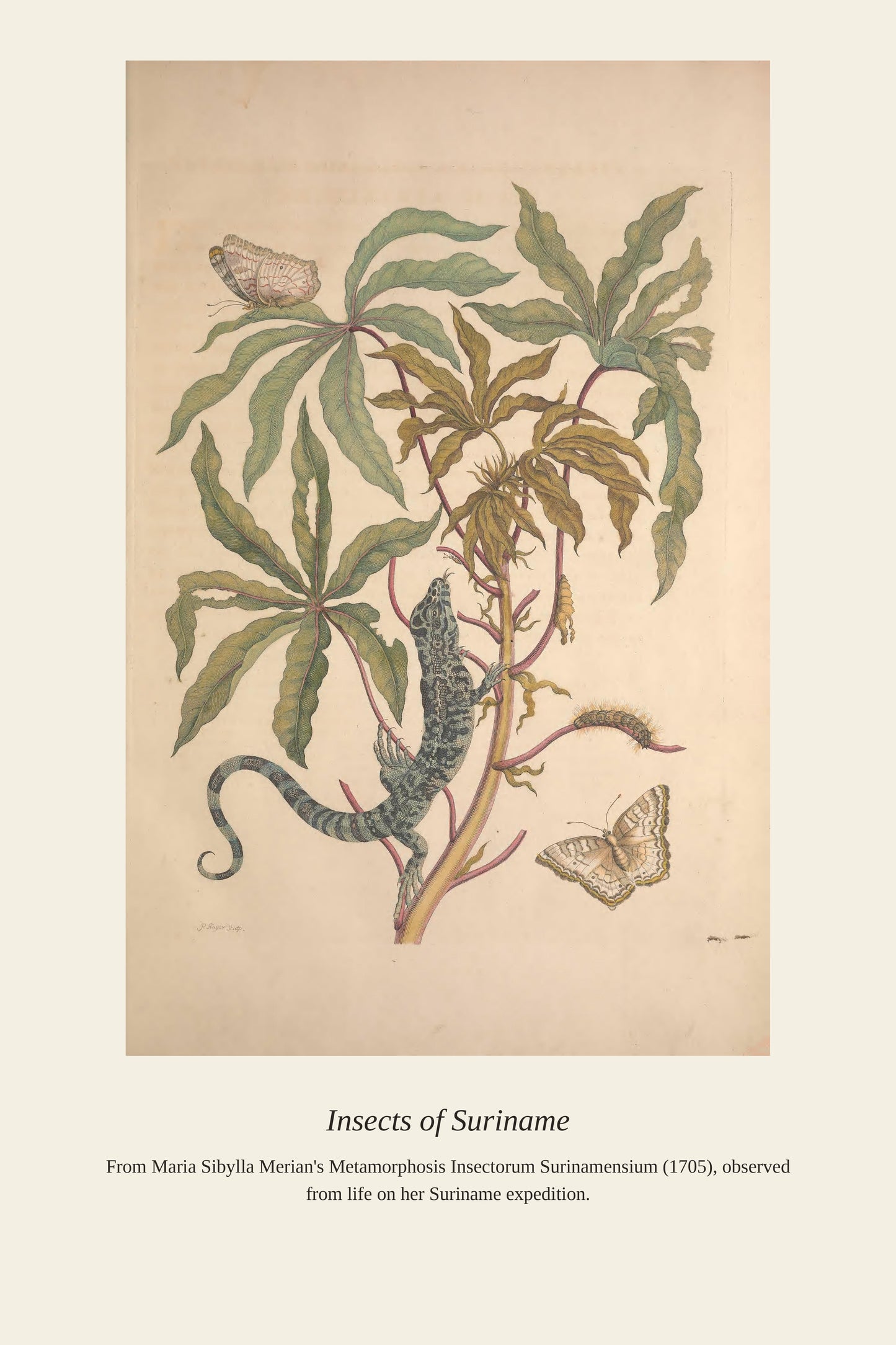Surinam Insects and Plants (10) - Antique Botanical Print