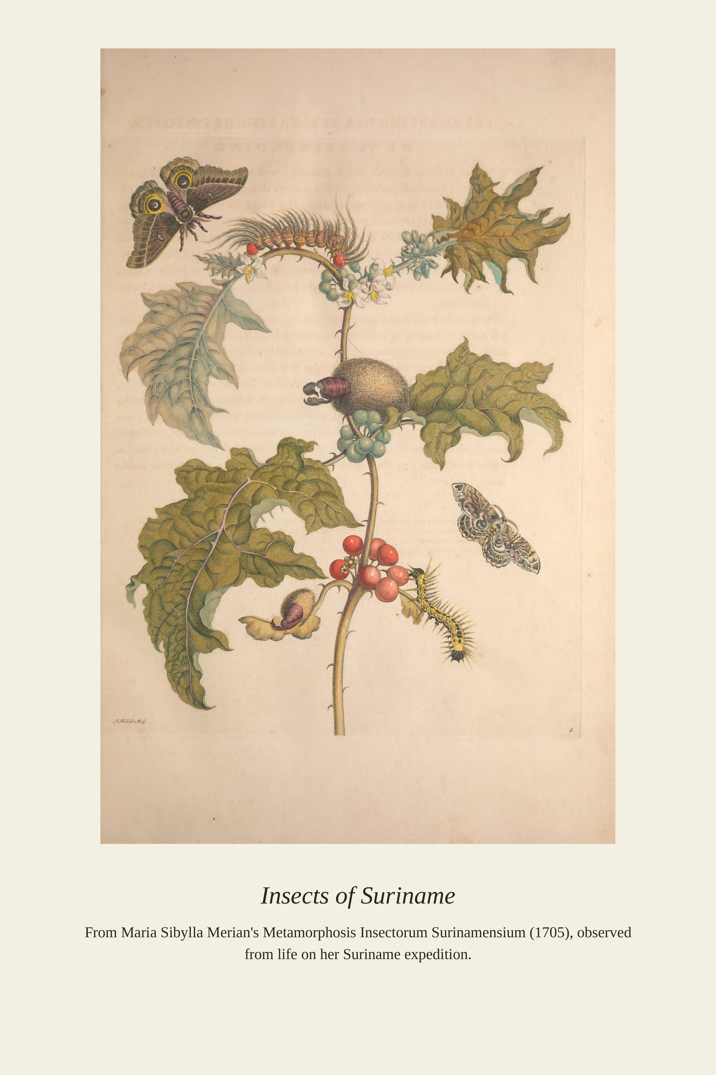 Surinam Insects and Plants (12) - Antique Botanical Print