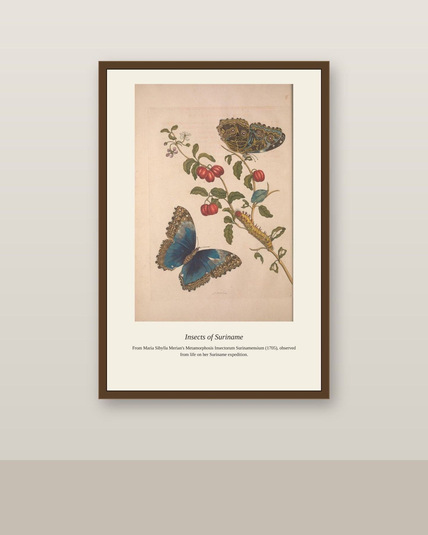 Surinam Insects and Plants (13) antique botanical print shown framed on a wall in a styled room