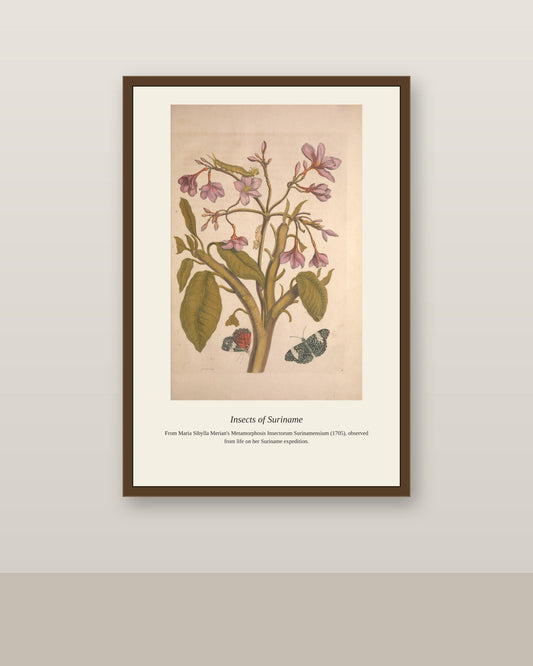 Surinam Insects and Plants (14) antique botanical print shown framed on a wall in a styled room