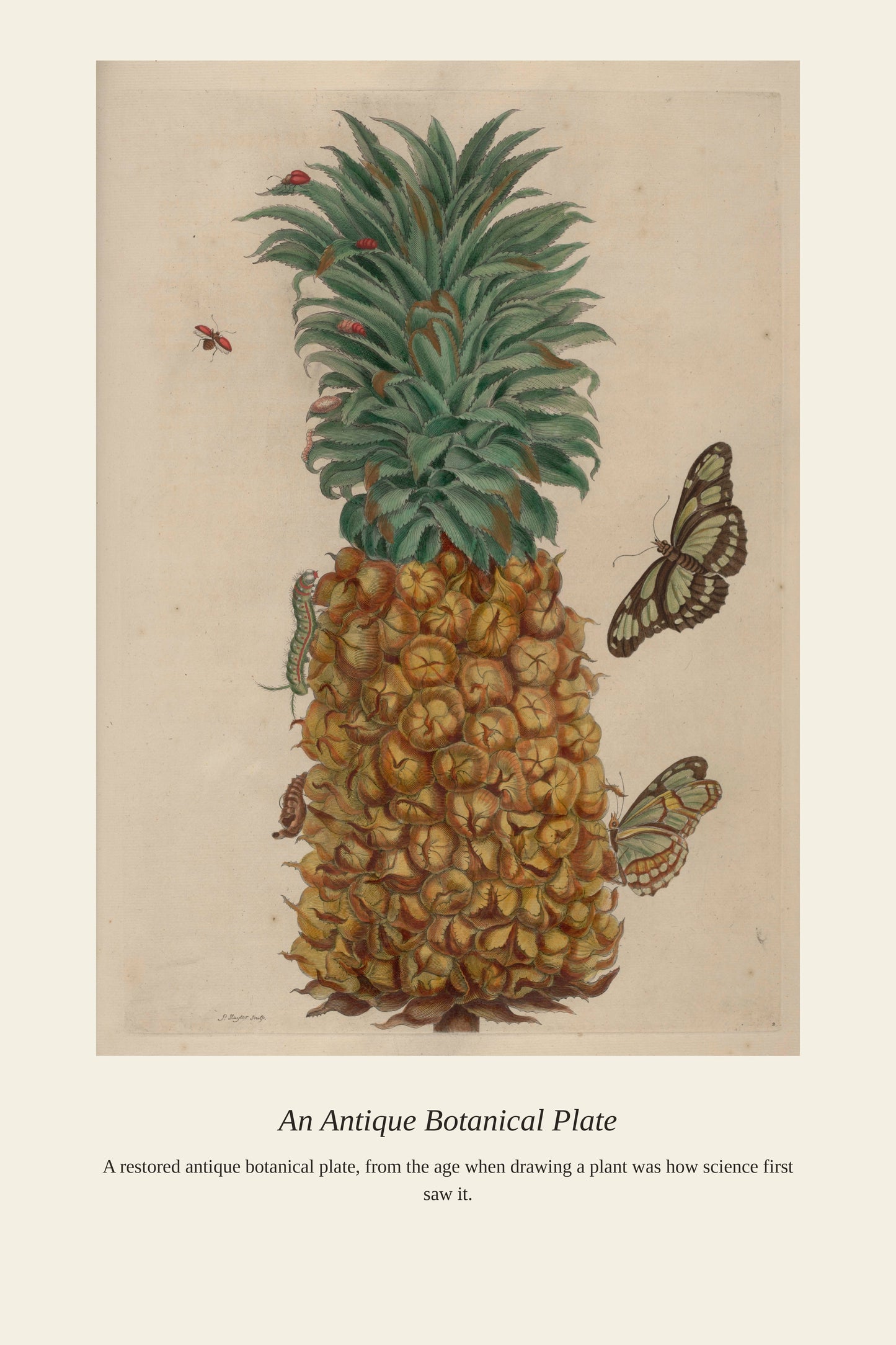 Surinam Insects and Plants (15) - Antique Botanical Print