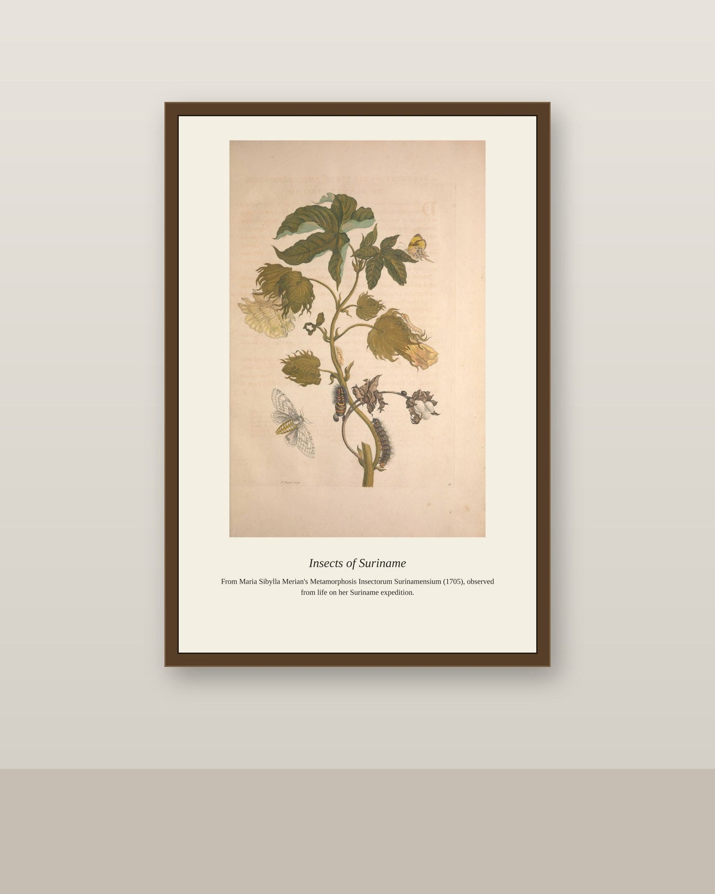 Surinam Insects and Plants (3) antique botanical print shown framed on a wall in a styled room