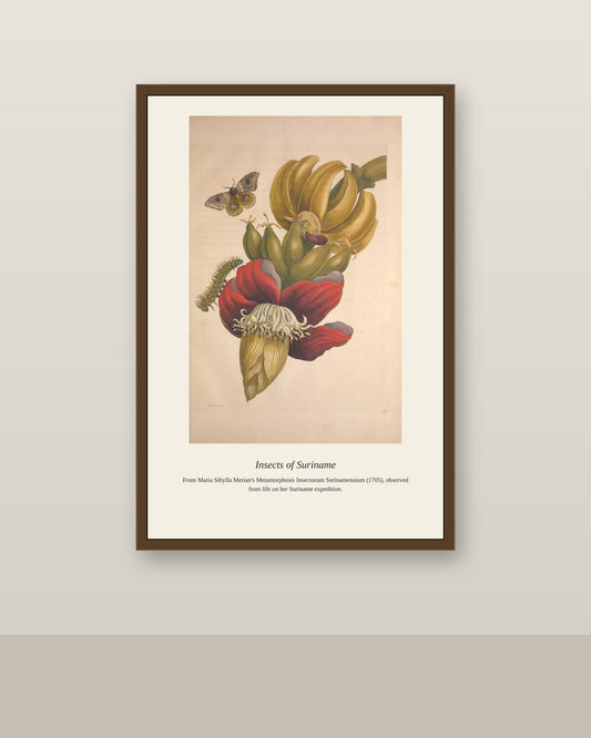 Surinam Insects and Plants (4) antique botanical print shown framed on a wall in a styled room