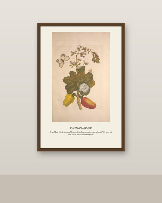 Surinam Insects and Plants (5) antique botanical print shown framed on a wall in a styled room