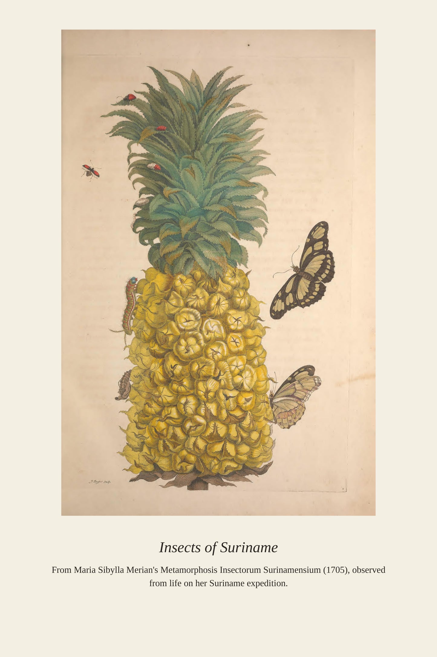 Surinam Insects and Plants (7) - Antique Botanical Print
