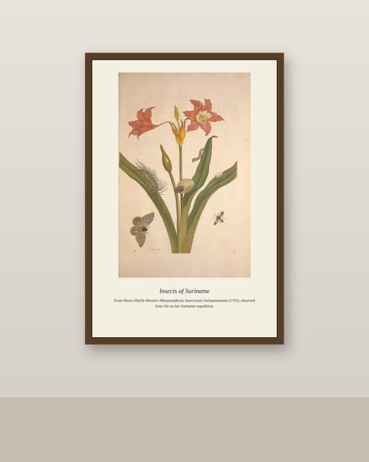 Surinam Insects and Plants (8) antique botanical print shown framed on a wall in a styled room