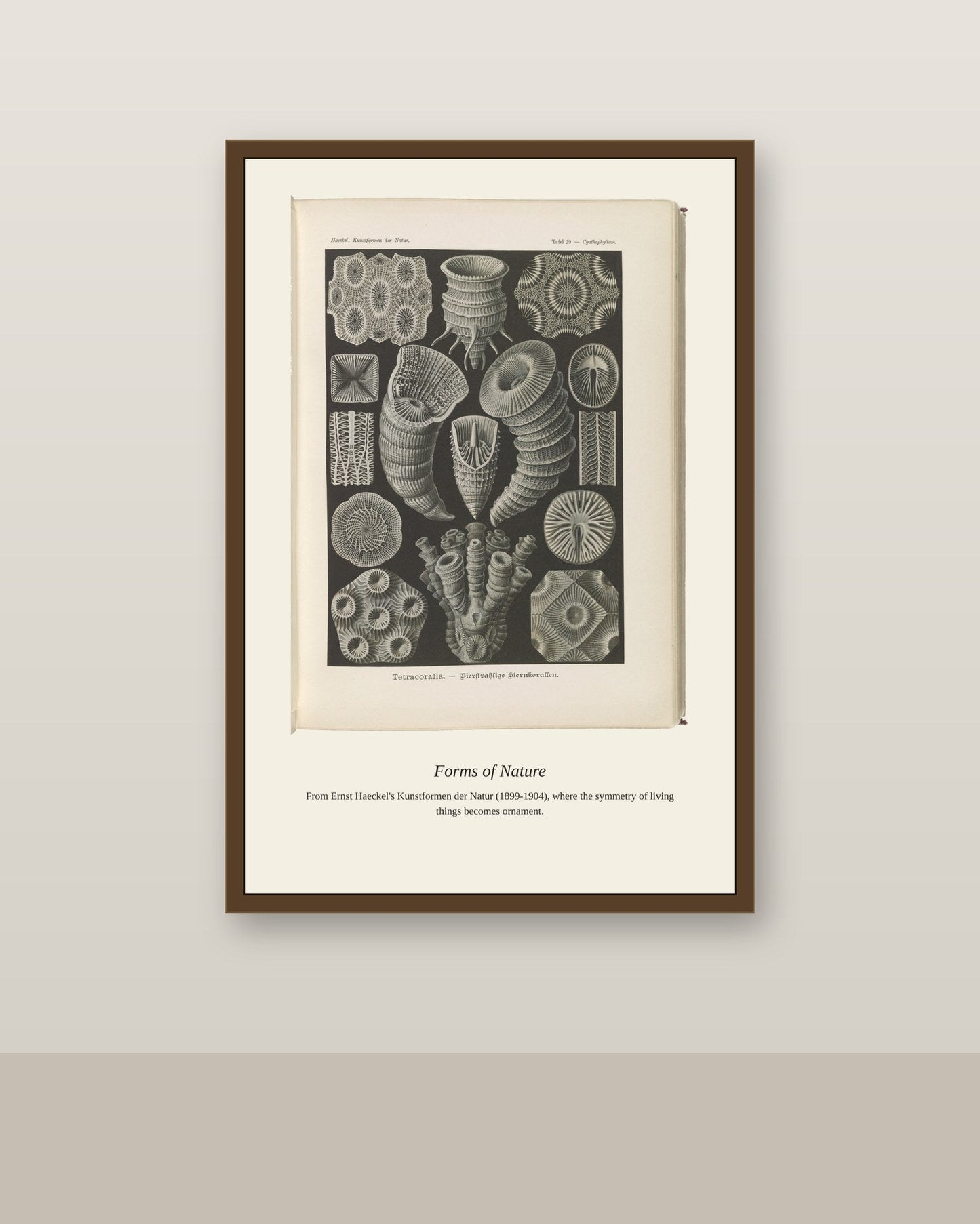 Tetracoralla. Bierstrahlige Sternkorallen antique art print shown framed on a wall in a styled room