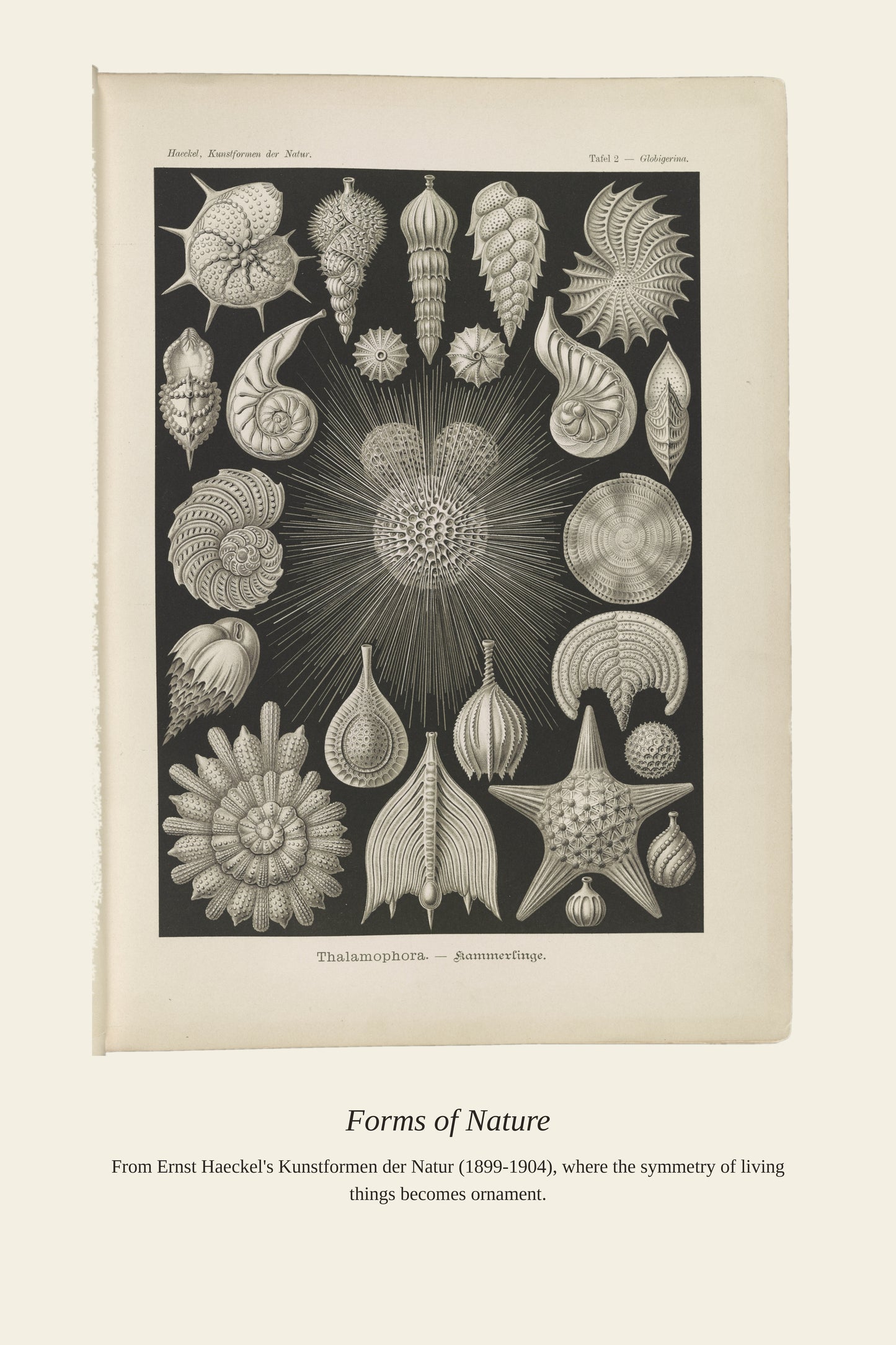 Thalamophora. Kammerlinge - Antique Art Print