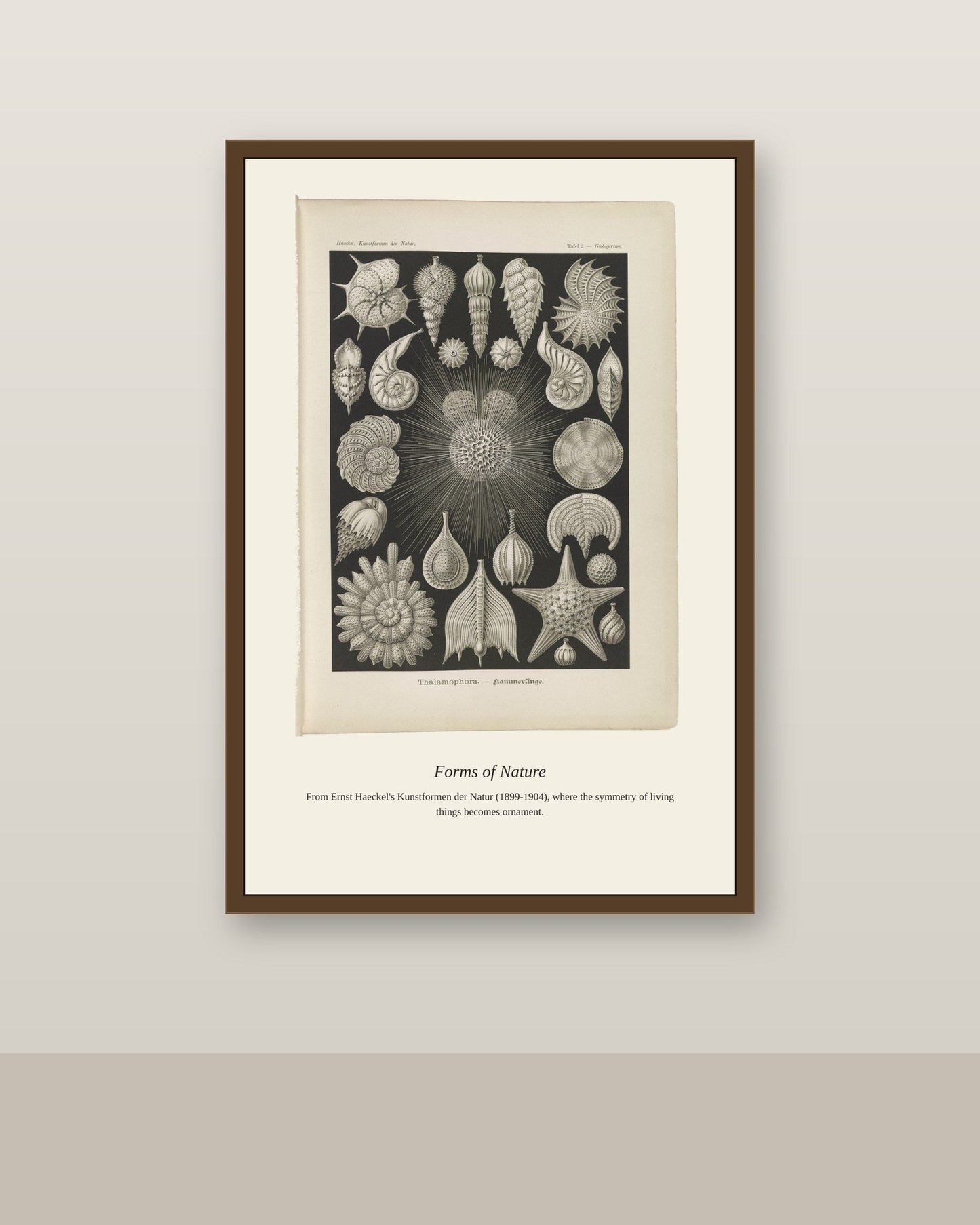 Thalamophora. Kammerlinge antique art print shown framed on a wall in a styled room