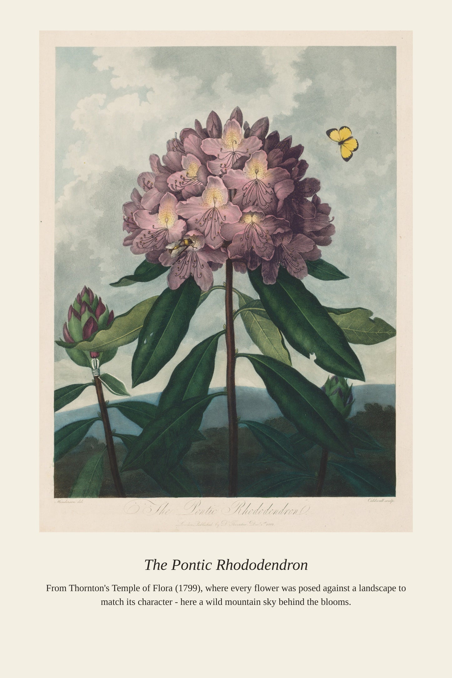 The Pontic Rhododendron - Antique Botanical Print