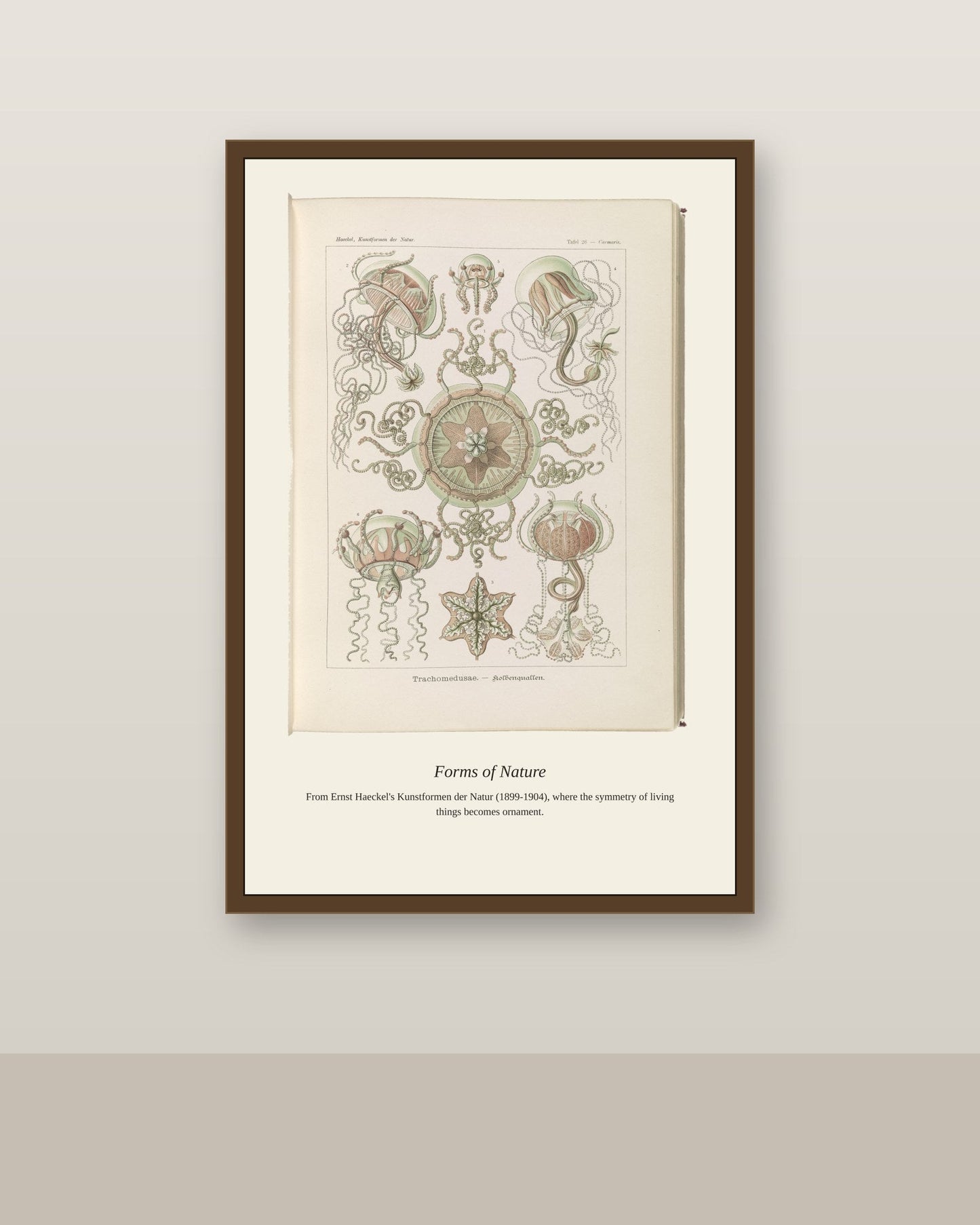 Trachomedusae. Kolbenquallen antique art print shown framed on a wall in a styled room