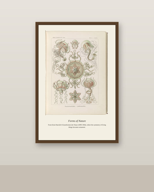 Trachomedusae. Kolbenquallen antique art print shown framed on a wall in a styled room