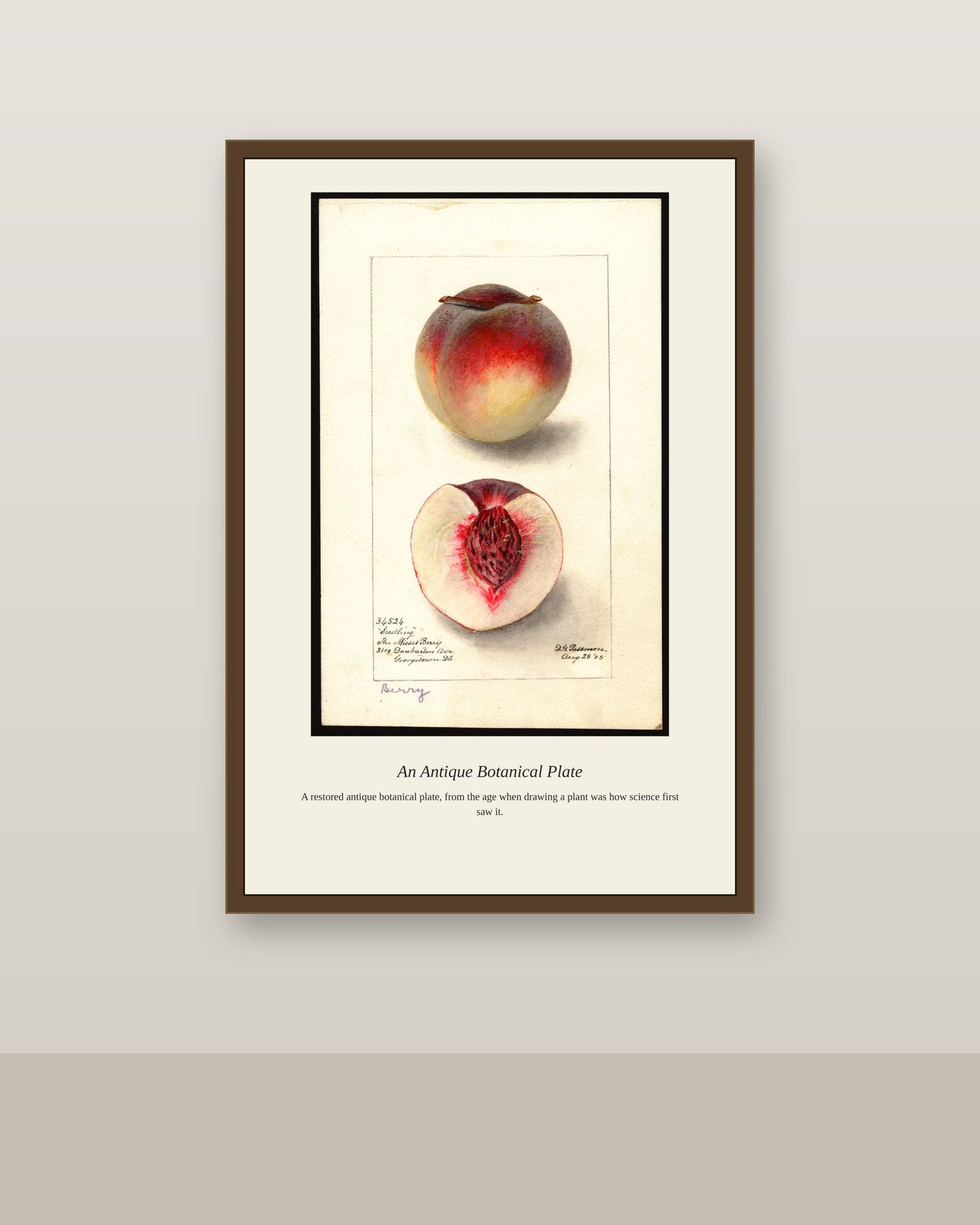 USDA Fruit antique botanical print shown framed on a wall in a styled room