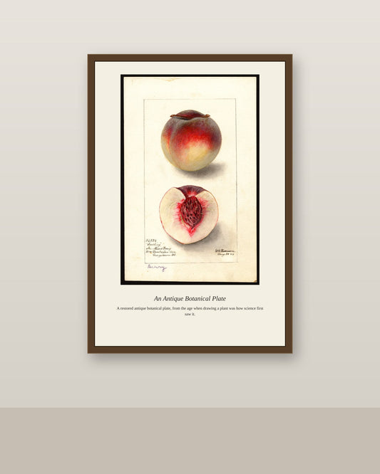 USDA Fruit antique botanical print shown framed on a wall in a styled room