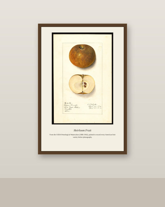 USDA Pomological Watercolor Fruit antique botanical print shown framed on a wall in a styled room