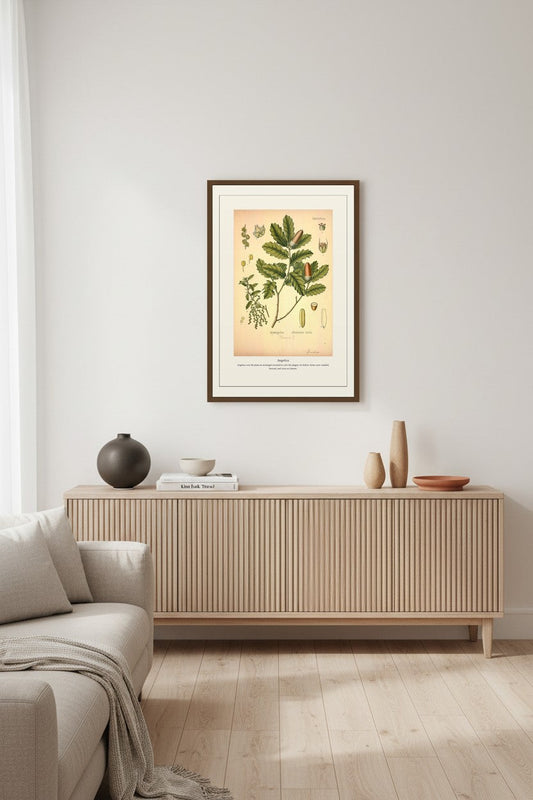 Angelica — Antique Botanical Print