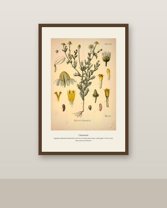 Chamomile print in a dark frame above a rattan bar cart near a window overlooking the sea