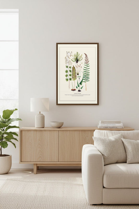 Common Polypody — Antique Botanical Print