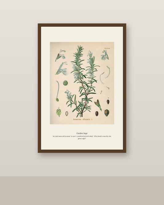 Garden Sage botanical print in slim dark wood frame on a plain neutral wall