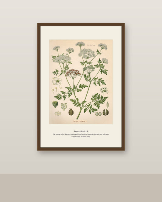 Framed Poison Hemlock print in a dark wood frame on a neutral gallery wall
