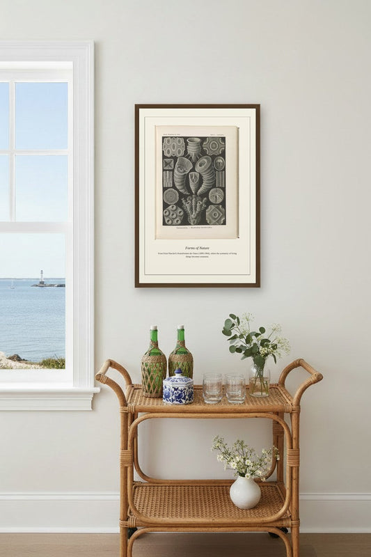 Tetracoralla — Antique Art Print
