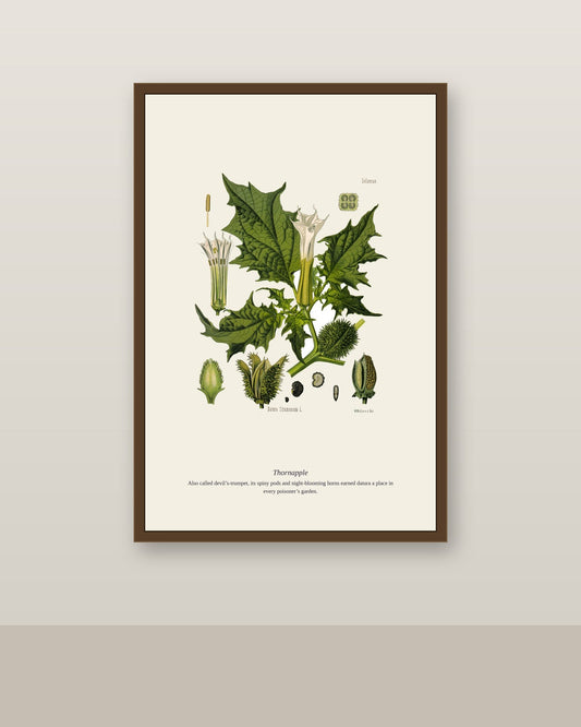 Thornapple print in a slim brown frame on a neutral wall above a light baseboard
