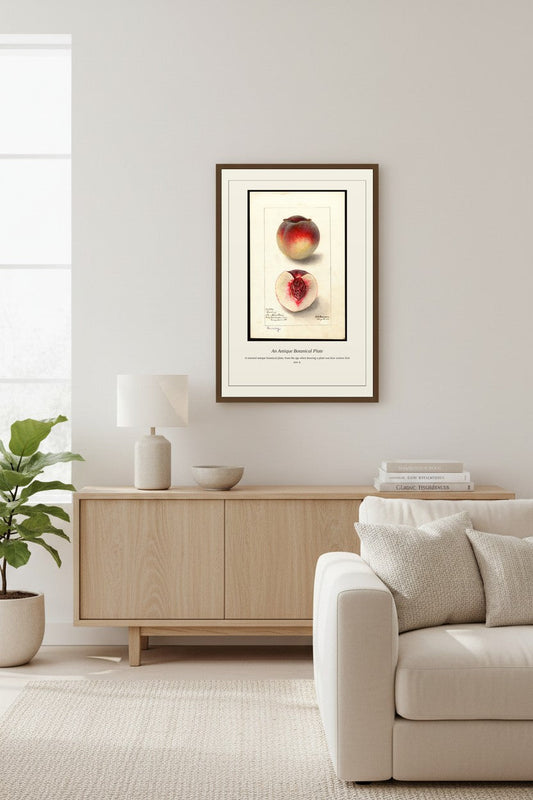 USDA Fruit — Antique Botanical Print