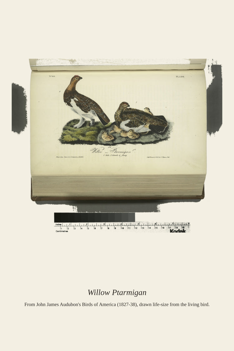 Natural History