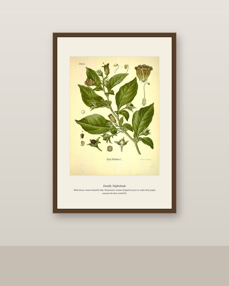 Deadly nightshade botanical print framed on a wall — Poison Garden collection