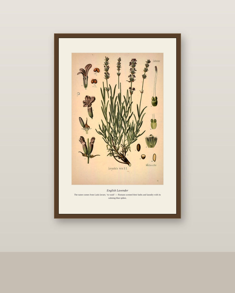 English lavender botanical print styled in a room — Herb Garden collection