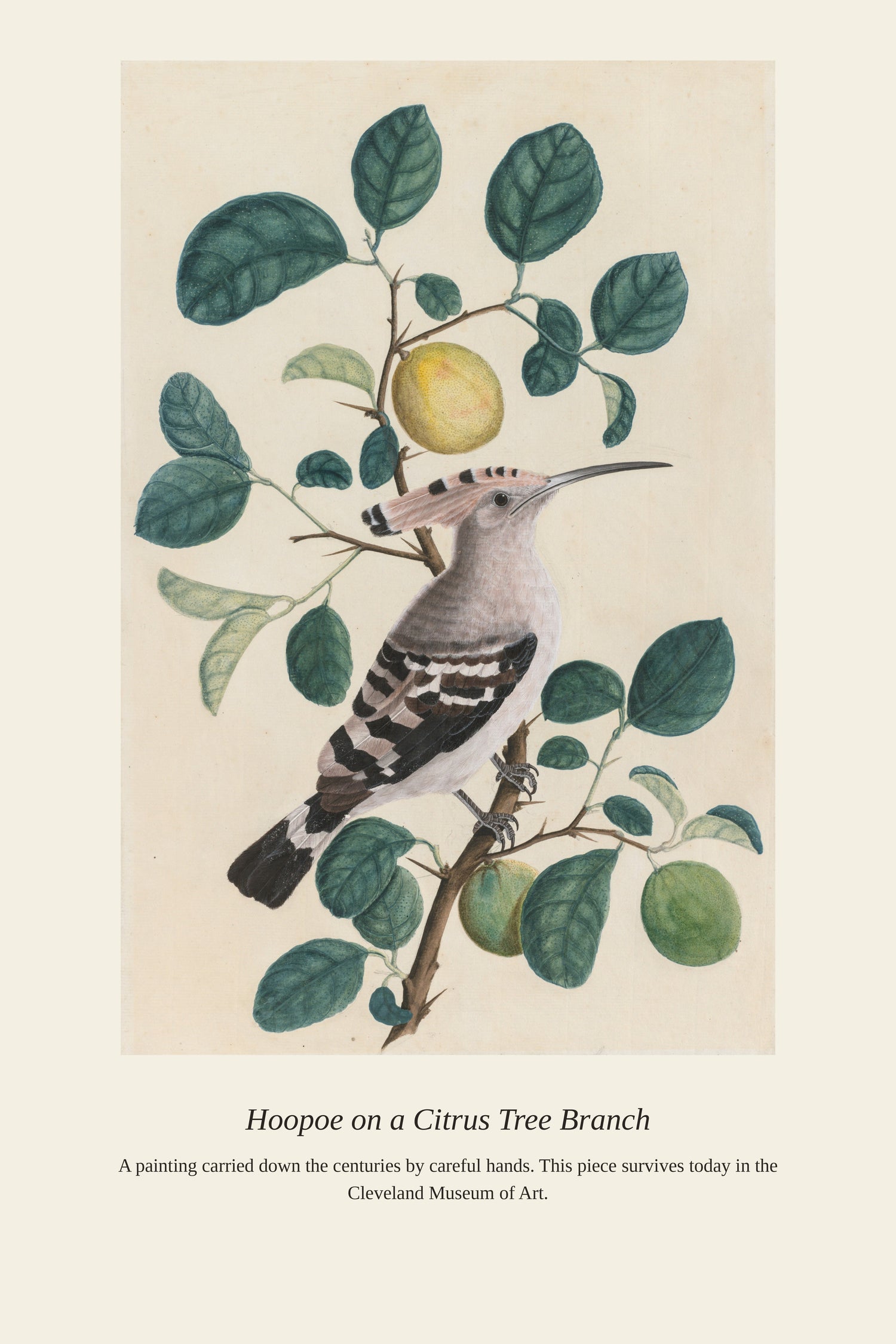 Hoopoe on a Citrus Tree Branch — a restored antique asian art print