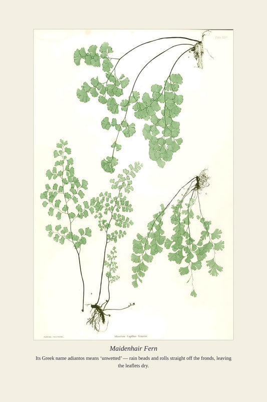 Maidenhair Fern — antique art print