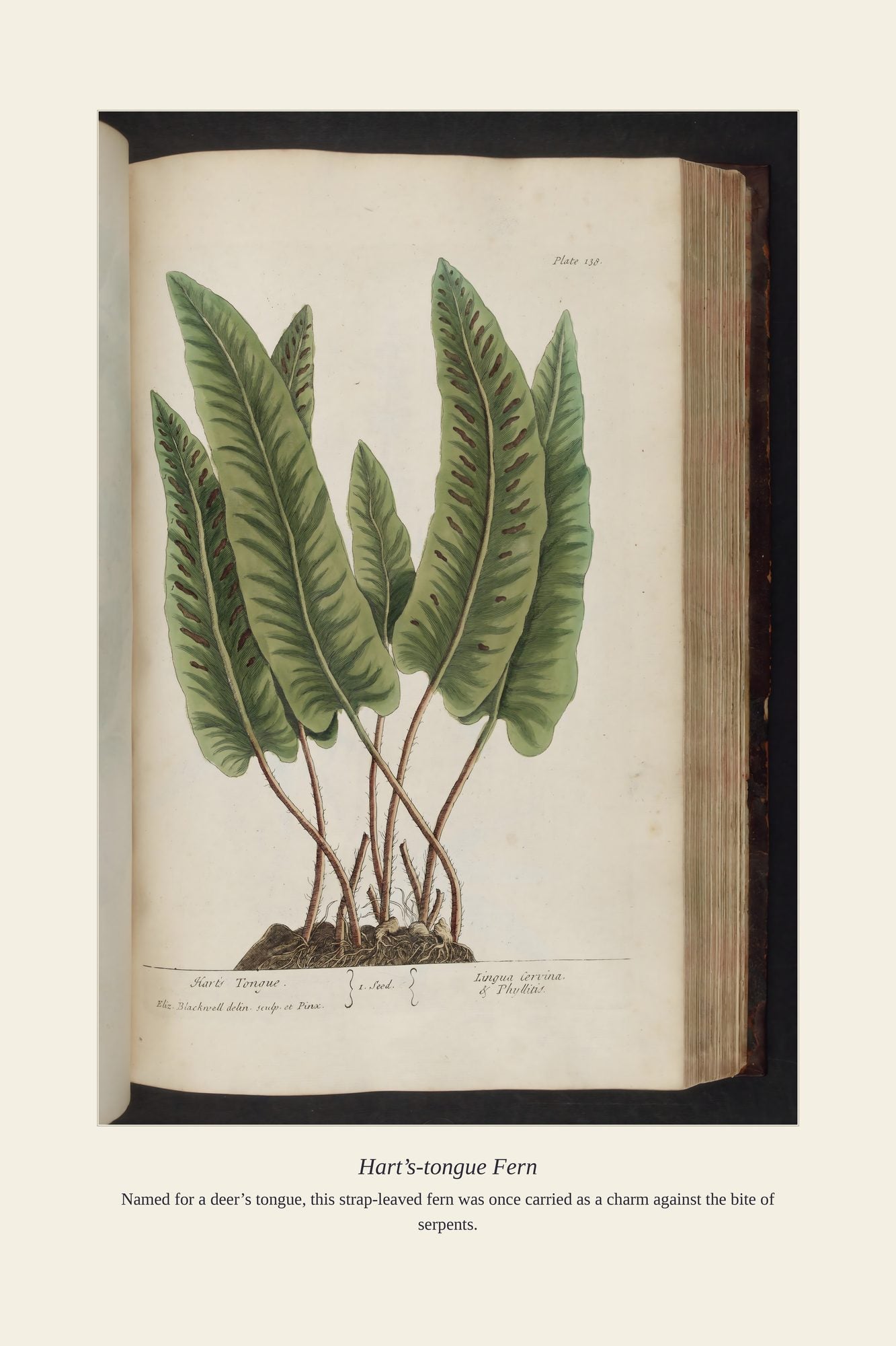 Hart’s-tongue Fern — antique art print