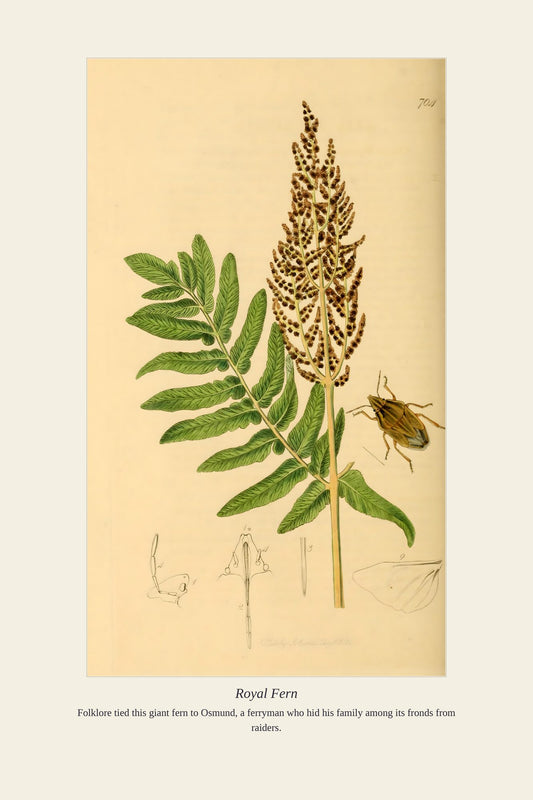 Royal Fern — antique art print