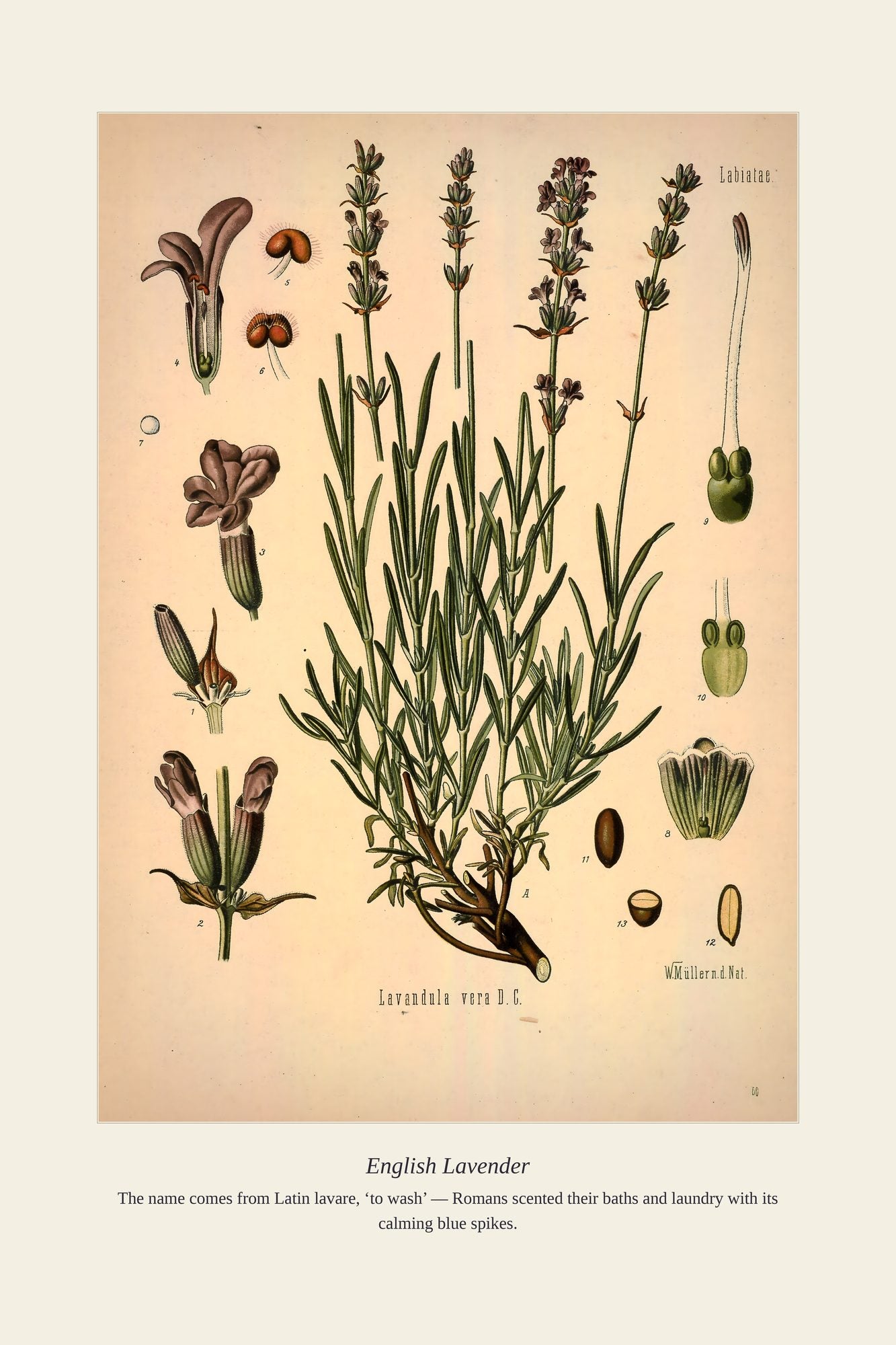 English Lavender — antique art print