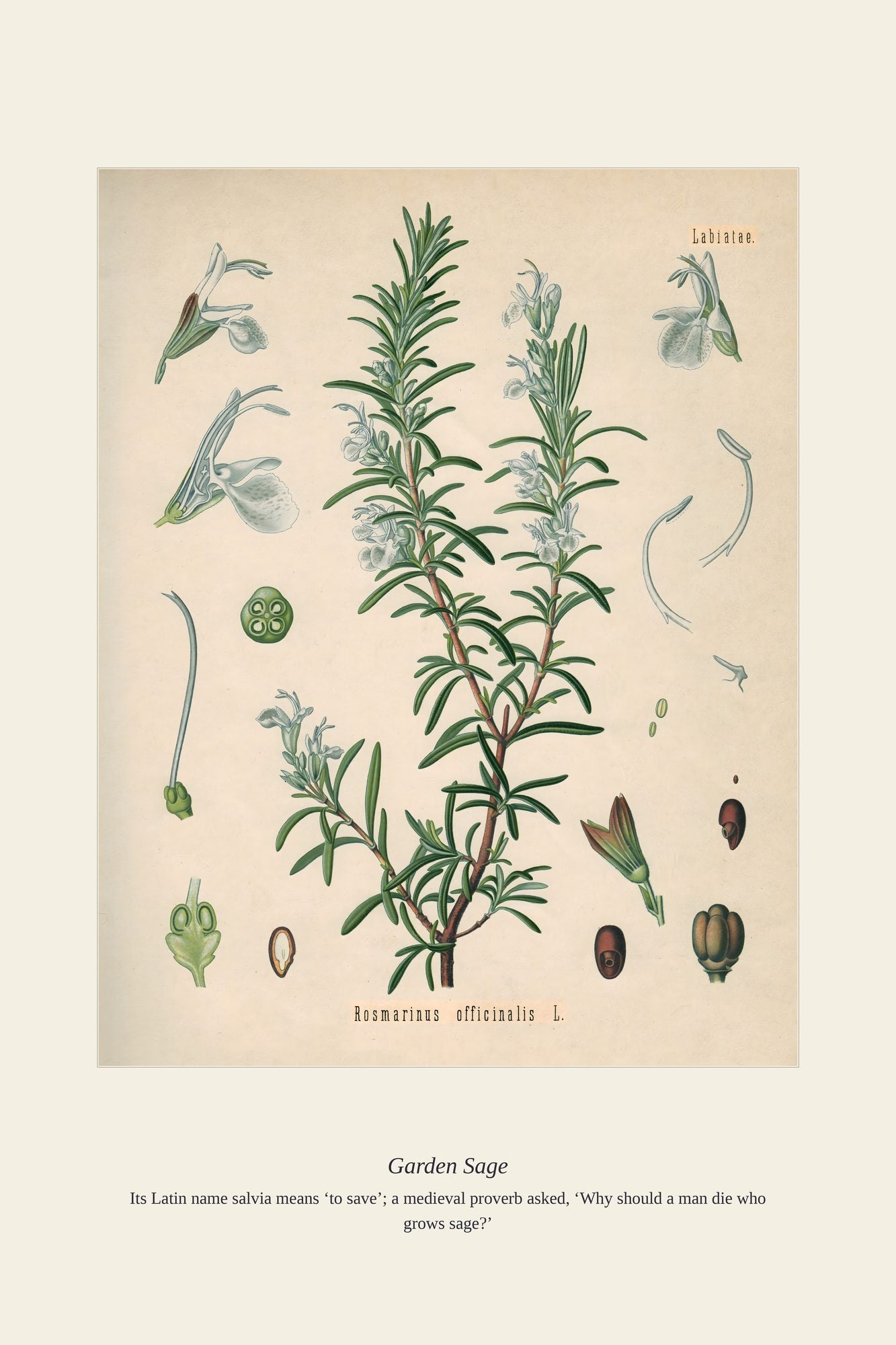 Garden Sage — antique art print