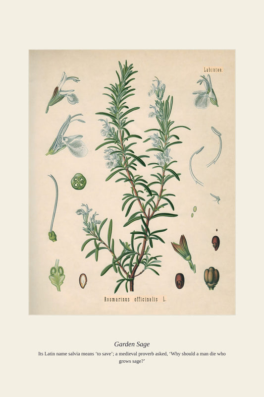 Garden Sage — antique art print