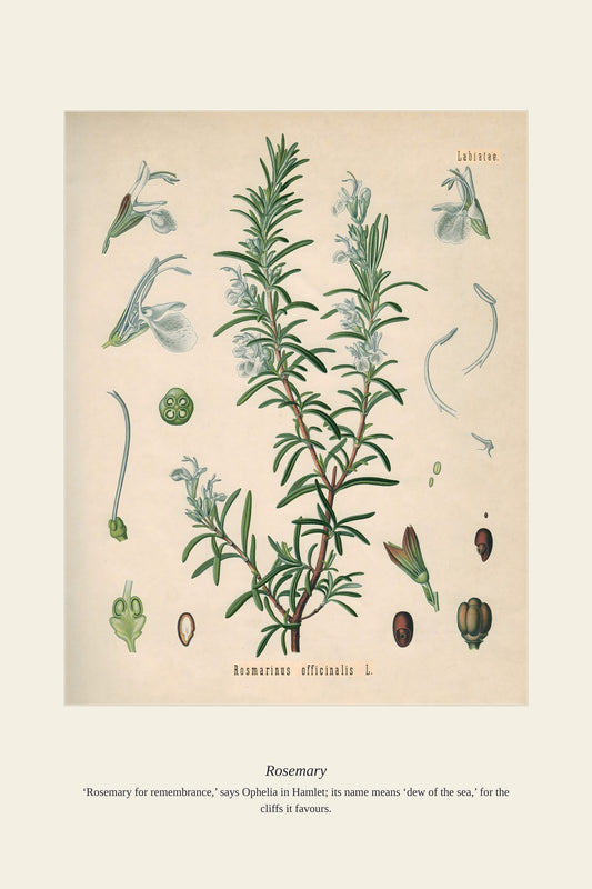 Rosemary — antique art print