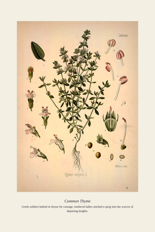 Common Thyme — antique art print