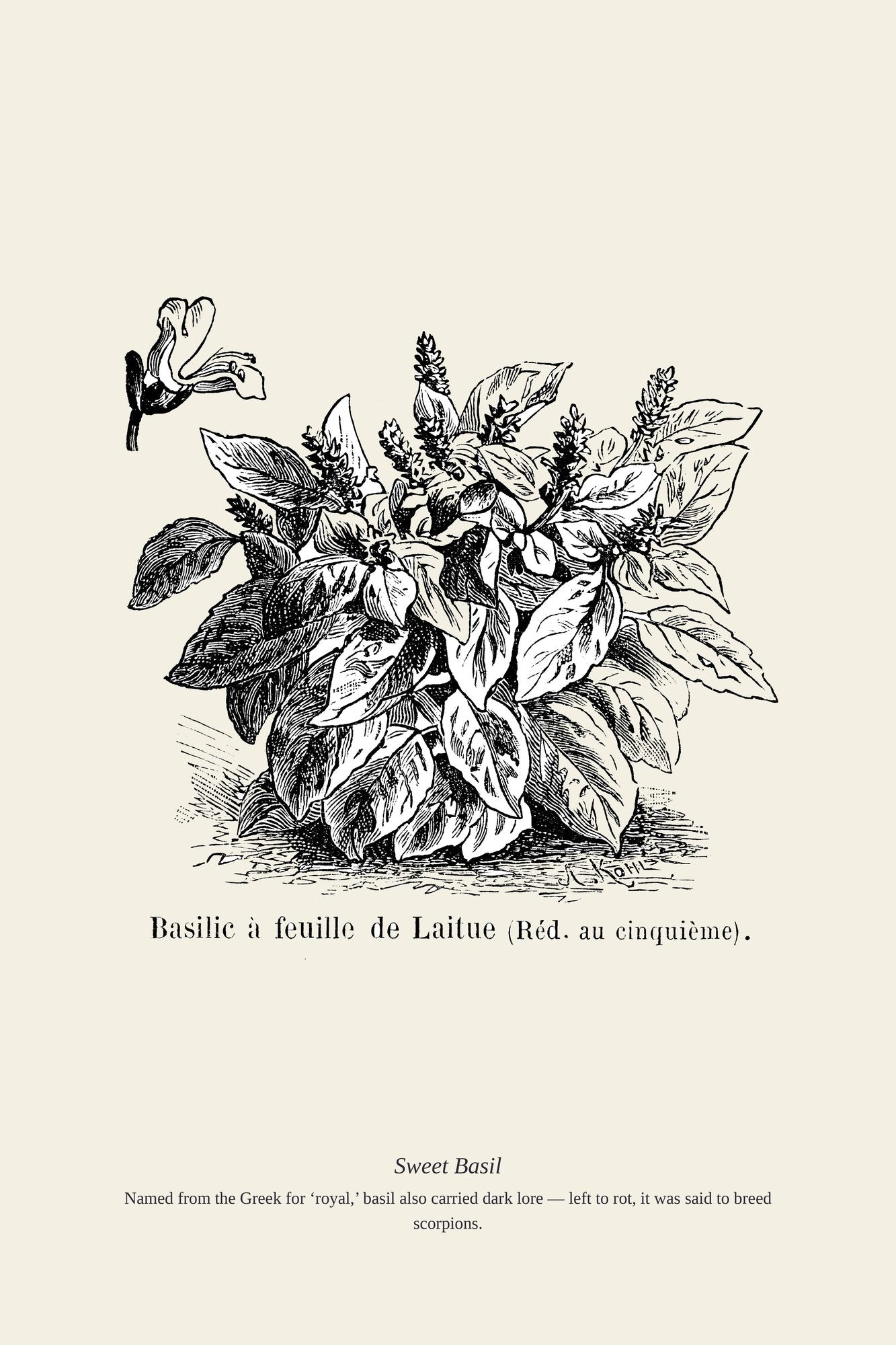 Sweet Basil — antique art print