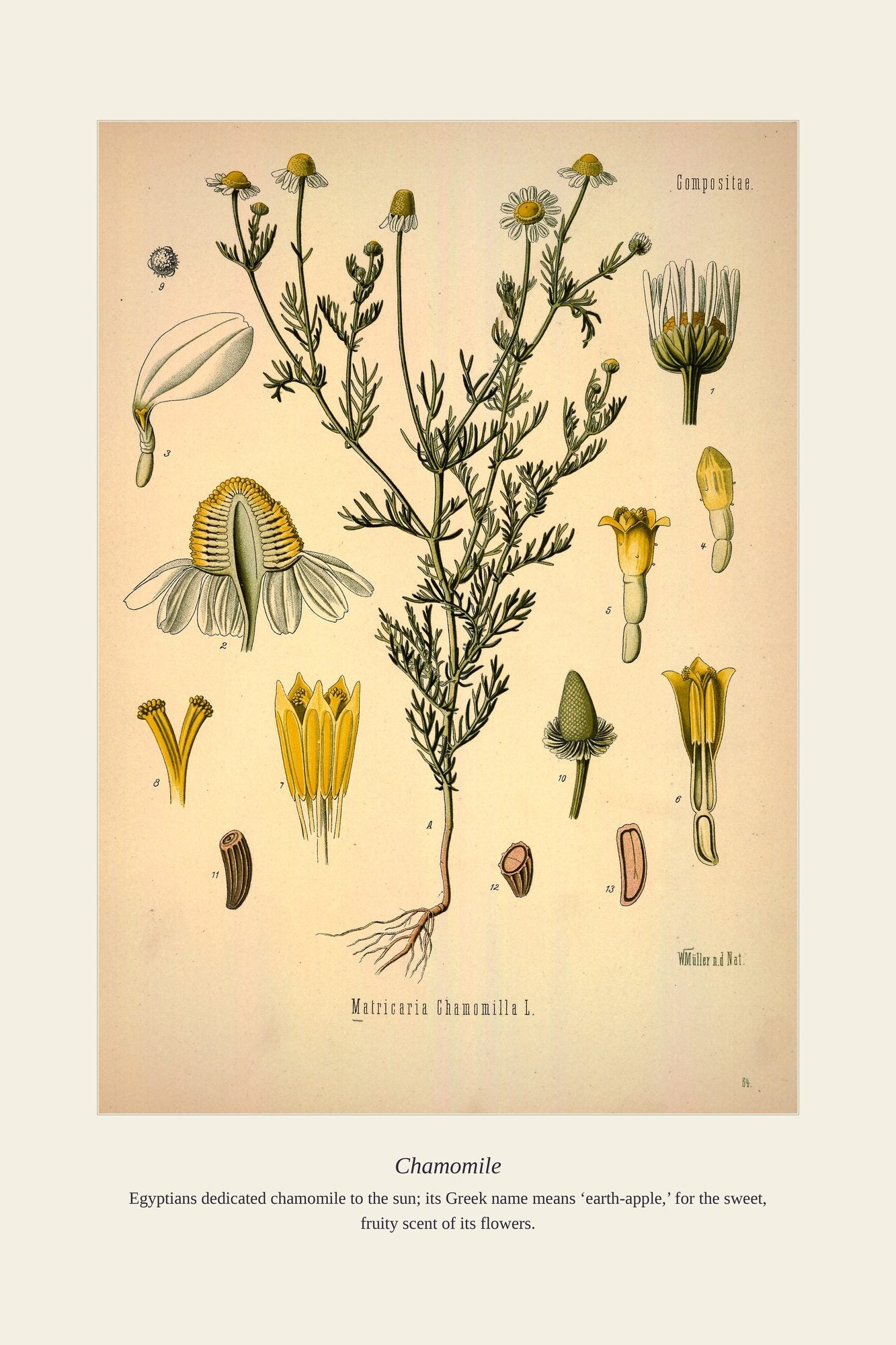 Chamomile — antique art print
