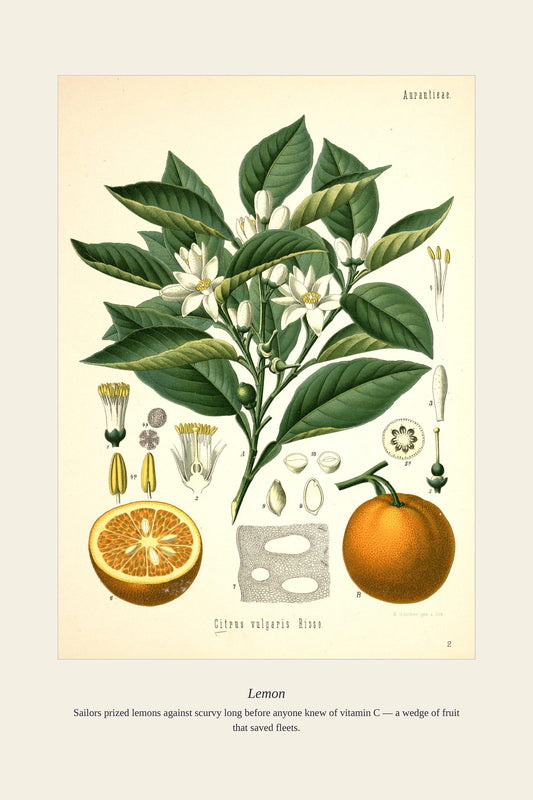 Lemon — antique art print