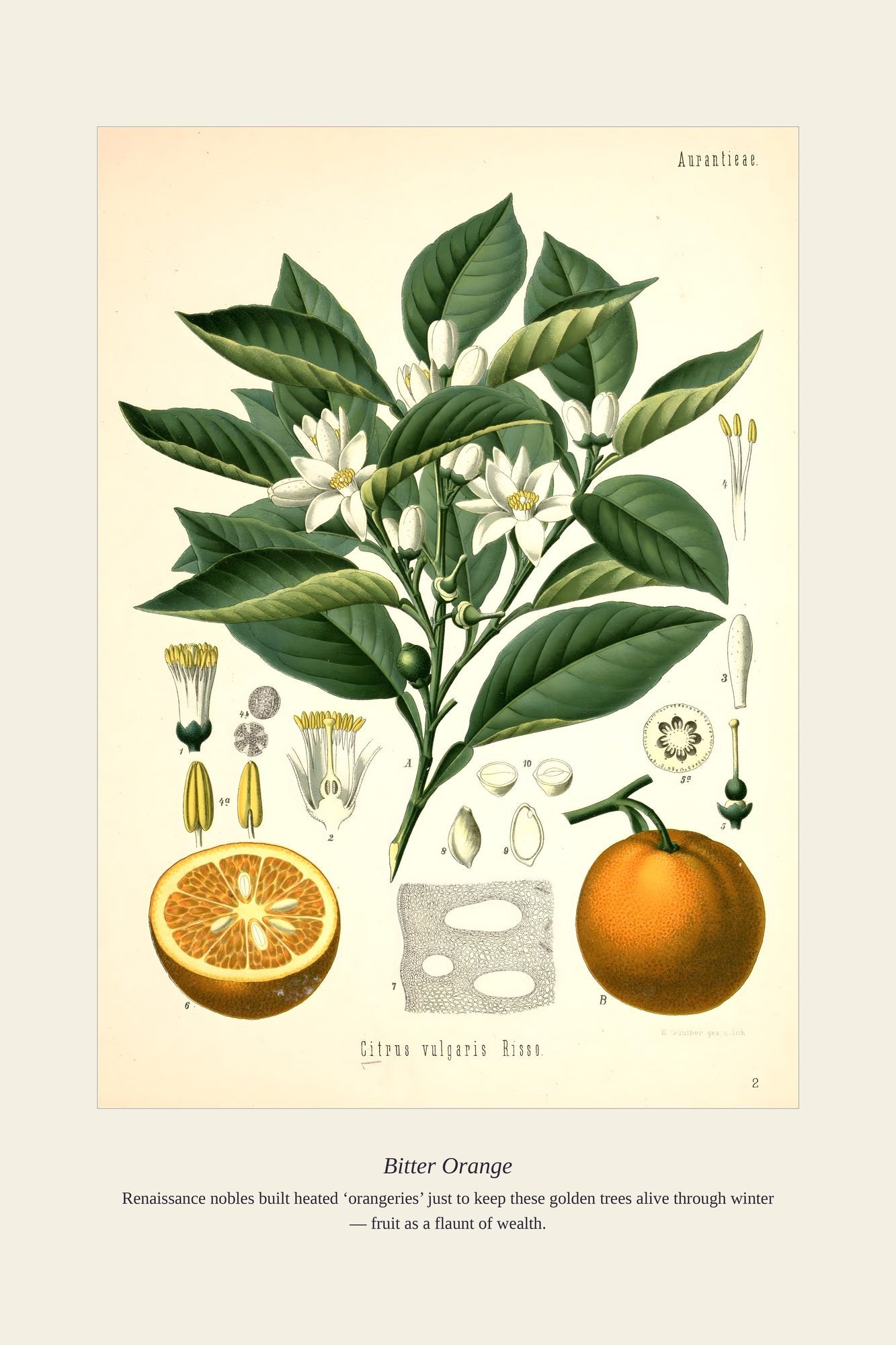 Bitter Orange — antique art print