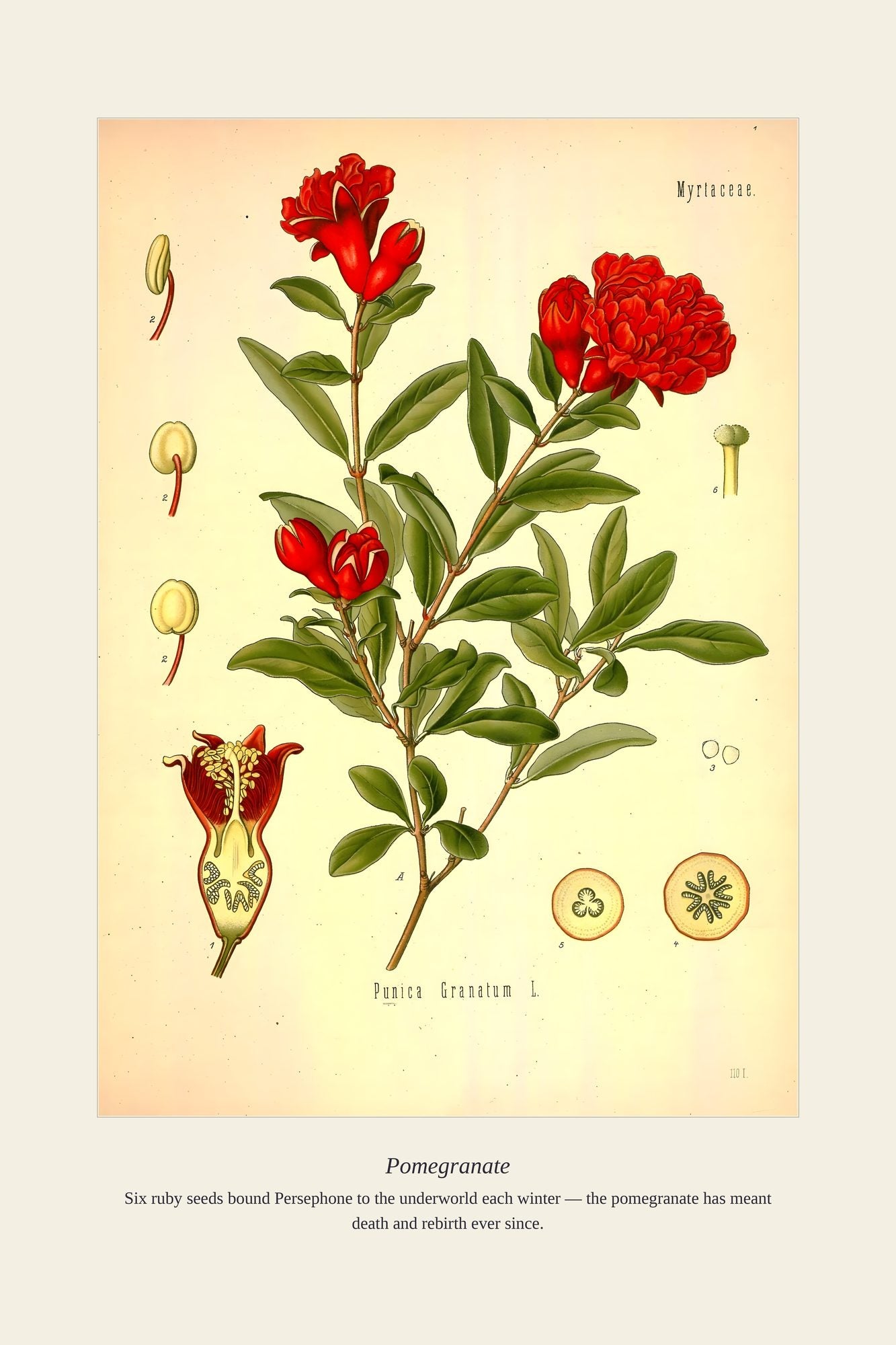 Pomegranate — antique art print